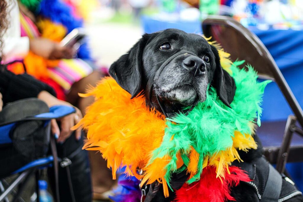Catuaí realiza Cãocurso de pets fantasiados no Carnaval; inscrições estão abertas