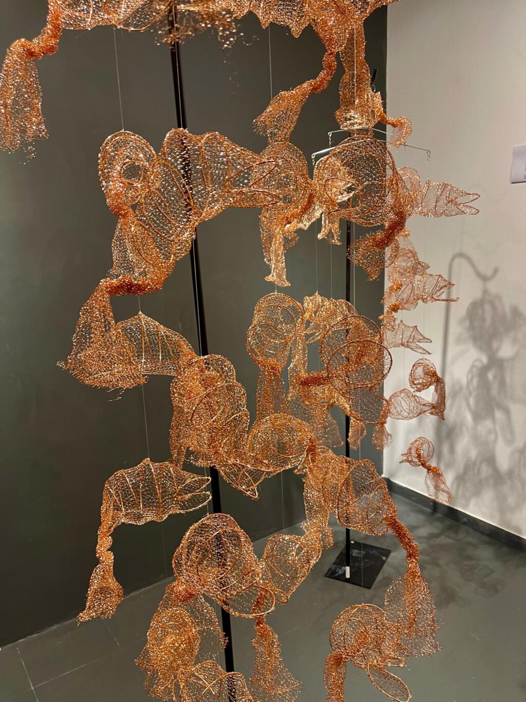 WhatsApp Image 2024-11-05 at 10.50.03