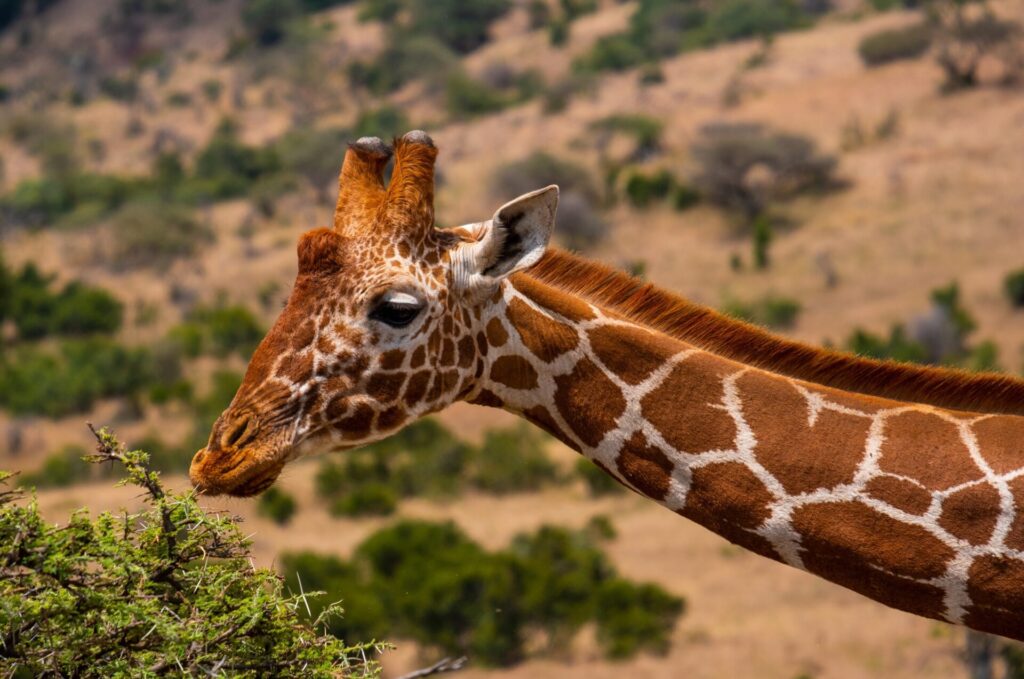 Girafa_Safari