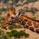 Girafa_Safari
