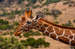 Girafa_Safari